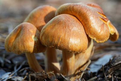 Cluster of mushrooms close-up