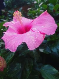 Close-up of pink flower