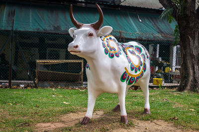 Cow standing in a field