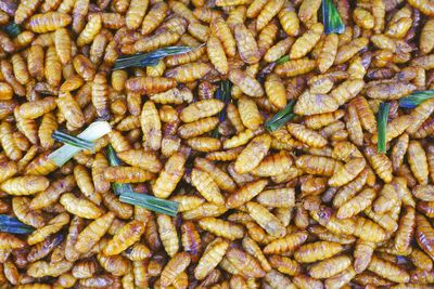 Full frame of fried insects