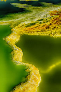 Close-up of yellow leaves on rock