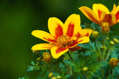 Close-up of yellow flowering plant