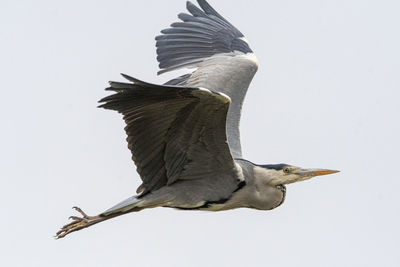 Low angle view of bird flying