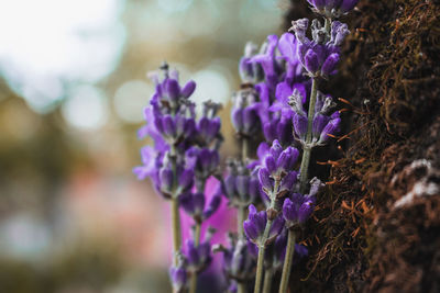 Close-up of purple flowering plants