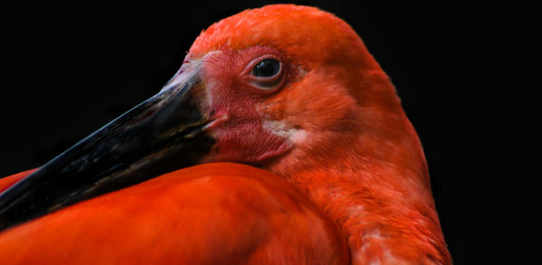 Close-up of a bird
the beauty in red amazon