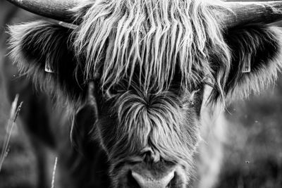 Close-up of cow