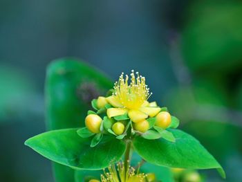 Close-up of yellow flowering plant