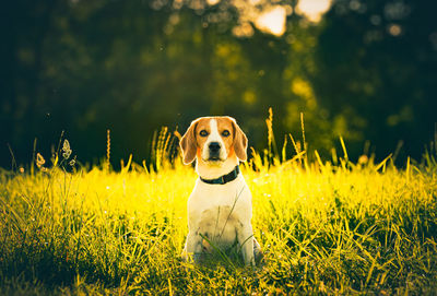 Portrait of dog sitting on field