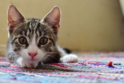 Close-up portrait of a cat