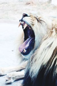 Close-up of horse yawning