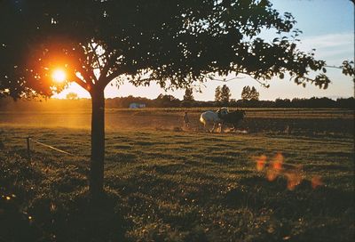 Horse grazing on field against sky during sunset