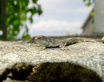 Close-up of lizard on rock