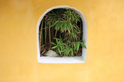 Close-up of bamboo plants seen through window