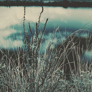 Close-up of grass on field by lake against sky