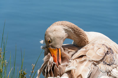 Close-up of swan in lake