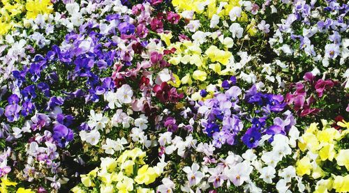 Full frame shot of purple flowers