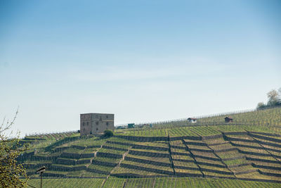 Scenic view of vineyard against sky