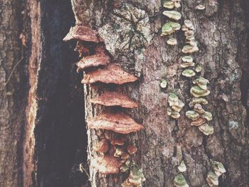 Close-up of tree trunk