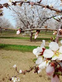 Close-up of cherry blossom tree