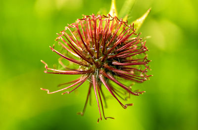 Close-up of flower