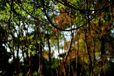 Low angle view of trees in forest