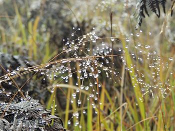 Close-up of wet spider web on plant