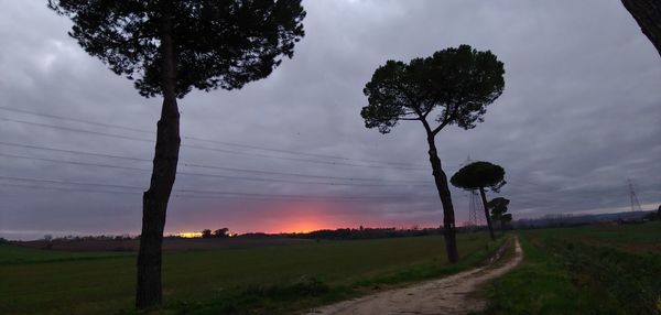 Trees on field against sky