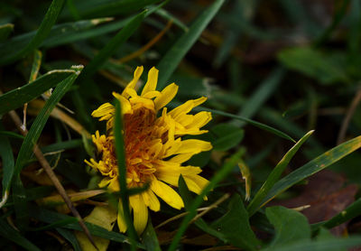 Close-up of yellow flower blooming outdoors