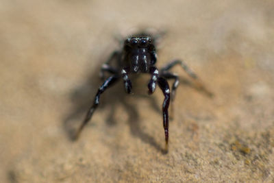 Close-up of spider