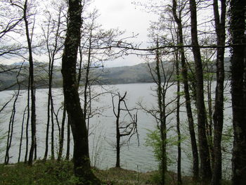Scenic view of lake against trees in forest