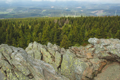 Scenic view of pine trees in forest