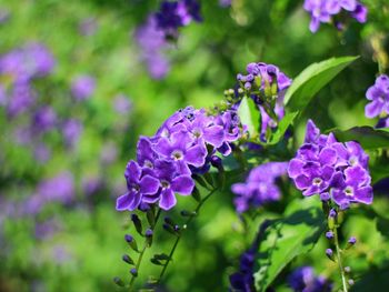 Close-up of purple flowering plant