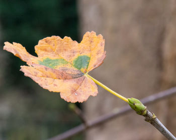 Close-up of leaves on twig