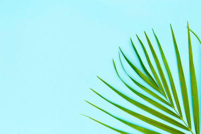 Low angle view of palm leaves against blue sky