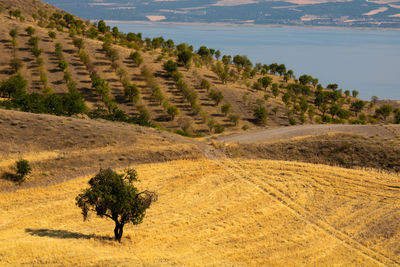 Agricultural fields with a tree