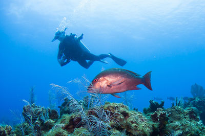 High angle view of crab swimming in sea