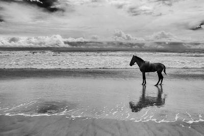 Horse standing at against cloudy sky