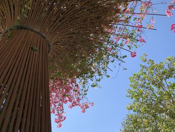 Low angle view of flowering tree against sky