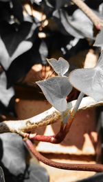 Close-up of leaf