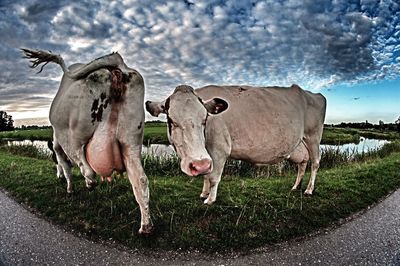 Horses standing in farm against sky