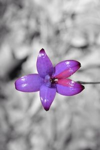 Close-up of purple flowers