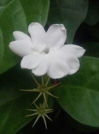 Close-up of flower blooming outdoors