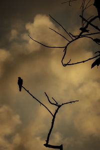 Low angle view of silhouette bird on branch against sky