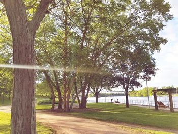 Trees in park