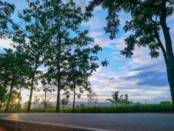 Trees by road against sky