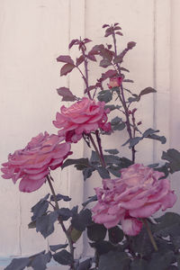 Close-up of pink rose