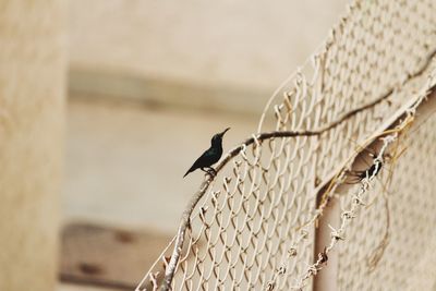 Close-up of bird perching outdoors