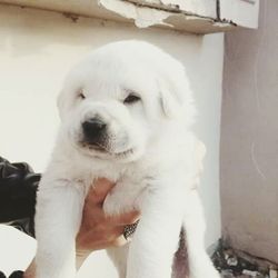 Close-up of white dog