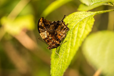 Close-up of butterfly on leaf