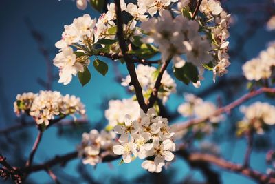 Close-up of cherry blossoms in spring